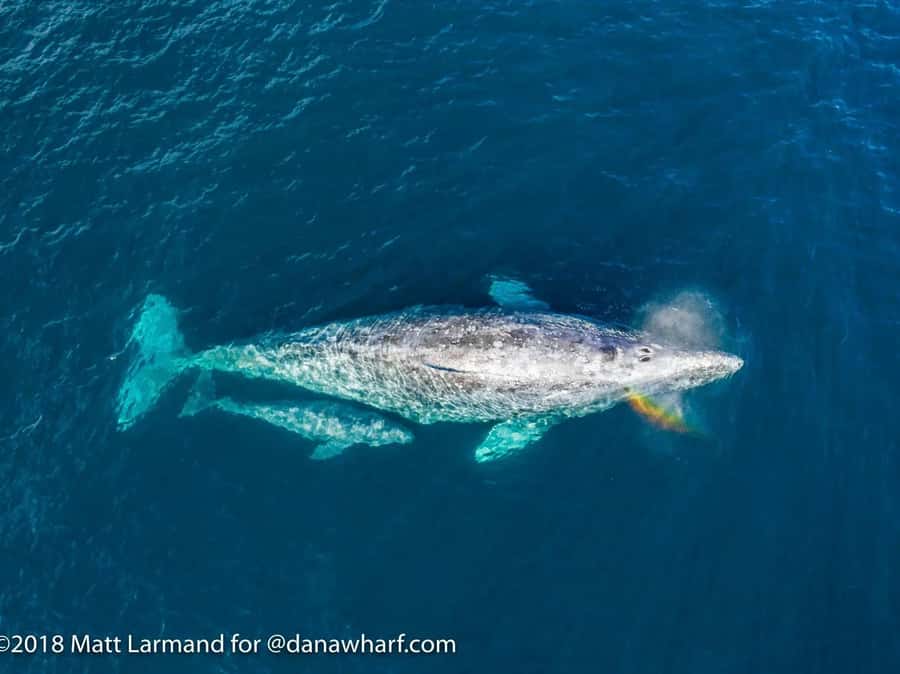 Dana Point: Whale and Dolphin Watching Tour - Key points to know before you book