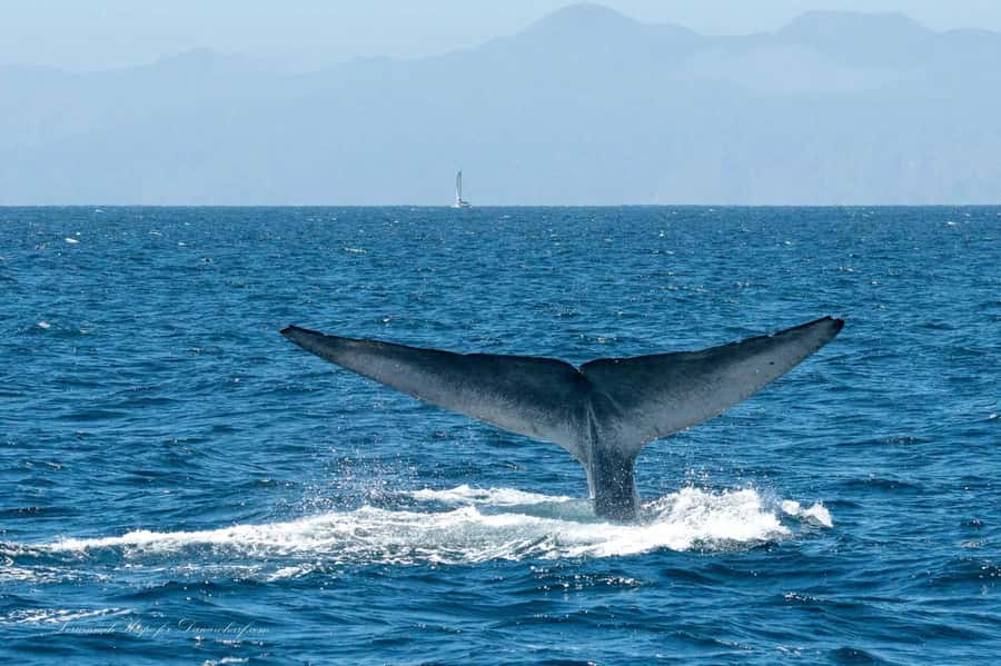 Dana Point: Whale and Dolphin Watching Tour - What the Dana Point cruise is really like