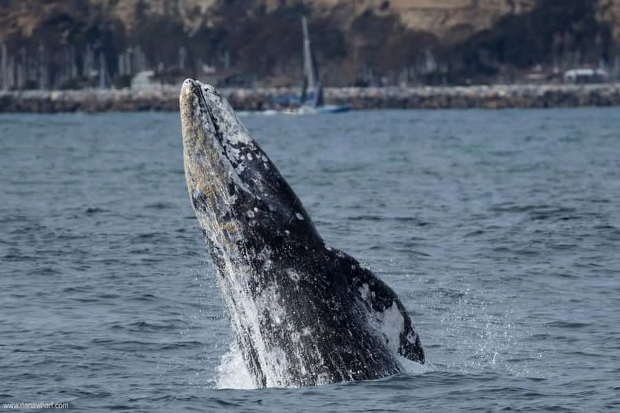 Dana Point: Whale and Dolphin Watching Tour - The two-hour search for whales