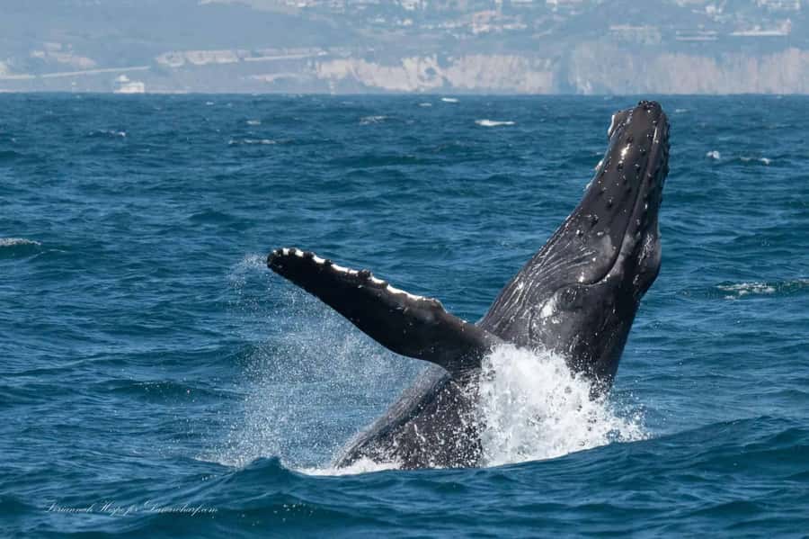 Dana Point: Whale and Dolphin Watching Tour - Leaving Dana Point and getting settled