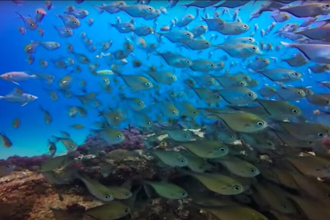 Day Trip to Ponta de Ouro Beach /Dolphin Swim+Snorkel+Whale Watch - Is $230 per person good value?