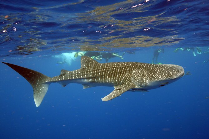 Deluxe Mega Fauna Humpback or Whaleshark Swim Ningaloo Reef - A small boat with a clear purpose