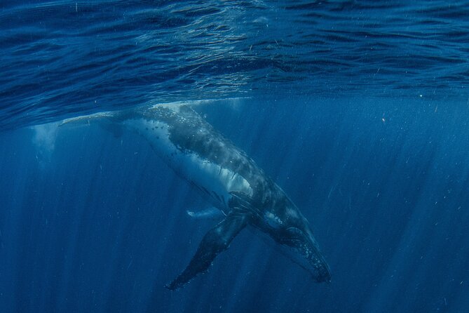 Deluxe Mega Fauna Humpback or Whaleshark Swim Ningaloo Reef - What swimming with a whale shark may feel like