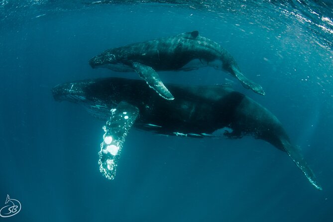 Deluxe Mega Fauna Humpback or Whaleshark Swim Ningaloo Reef - Practical preparation for a better day