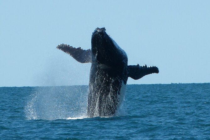 Deluxe Mega Fauna Humpback or Whaleshark Swim Ningaloo Reef - The Ningaloo Reef stop and the search for mega fauna