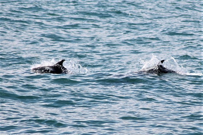 Deluxe Whale Watching and Whales of Iceland Exhibition Combo from Reykjavik - The boat ride to the whale-watching area
