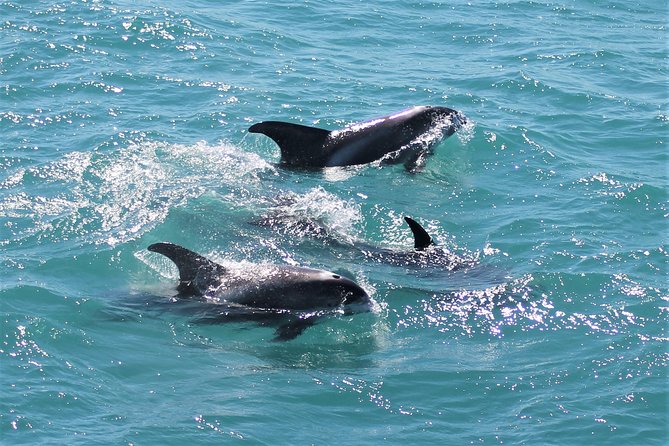 Deluxe Whale Watching and Whales of Iceland Exhibition Combo from Reykjavik - Practical tips for a better outing