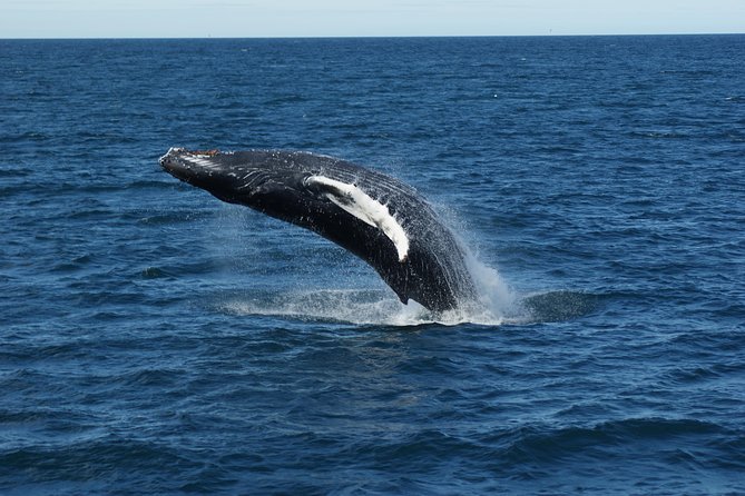 Deluxe Whale Watching and Whales of Iceland Exhibition Combo from Reykjavik - Should you book it?