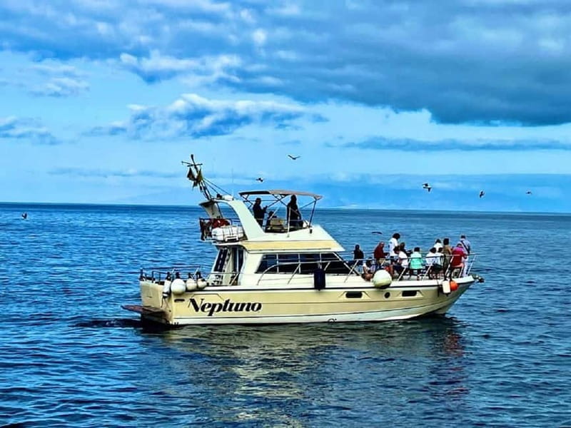 Discover whales in Tenerife: exclusive yacht tour with swim and lunch - Watching whales and dolphins without a circus