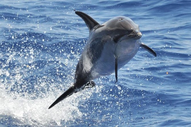 Dolphin and Whale Cruise in Puerto Rico, Gran Canaria - Key points to know before booking