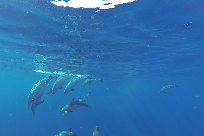Dolphin and Whale Cruise in Puerto Rico, Gran Canaria - Searching the Atlantic from Puerto Rico