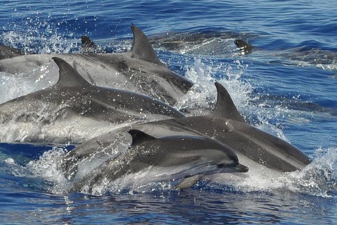 Dolphin and Whale Cruise in Puerto Rico, Gran Canaria - What happens during the 2.5-hour cruise