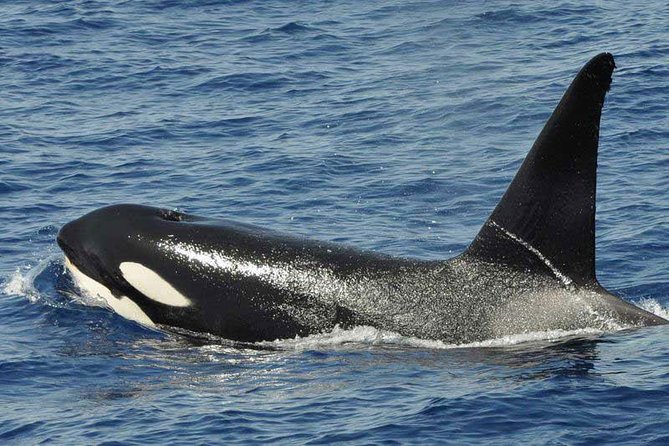 Dolphin and Whale Cruise in Puerto Rico, Gran Canaria - Rough water is the serious drawback