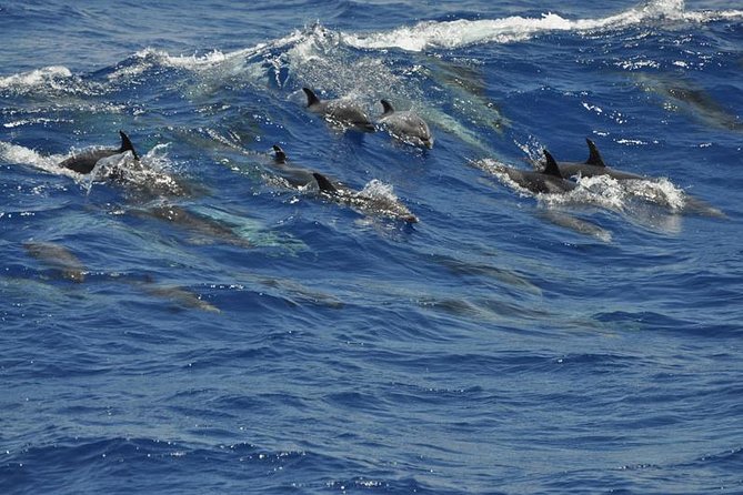 Dolphin and Whale Cruise in Puerto Rico, Gran Canaria - The crew adds real value