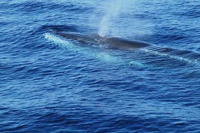 Dolphin and Whale Cruise in Puerto Rico, Gran Canaria - Is the $50.46 price good value?