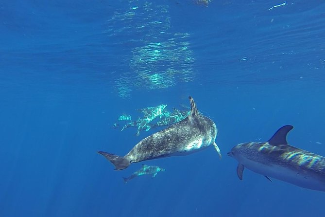 Dolphin and Whale Cruise in Puerto Rico, Gran Canaria - Why the wildlife search matters