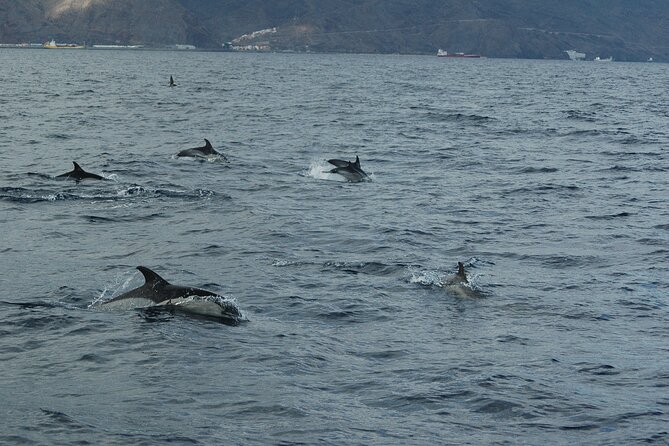 Dolphin and Whale Sailing Tour in Los Gigantes - Setting out from Los Gigantes Marina