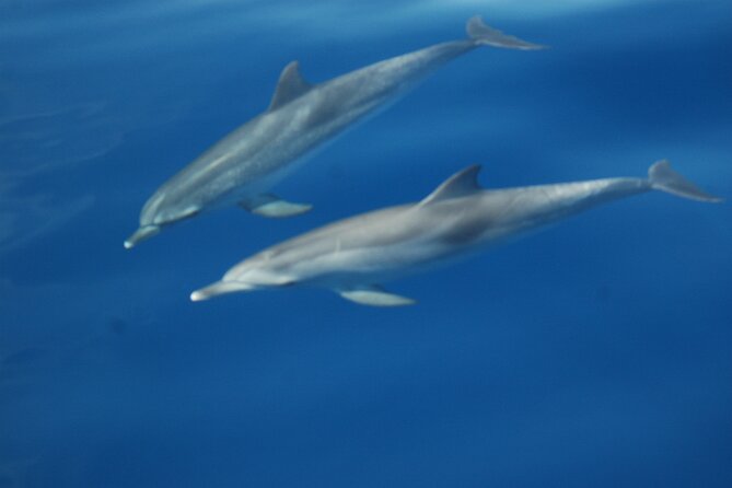 Dolphin and Whale Sailing Tour in Los Gigantes - Swimming and snorkeling below the cliffs