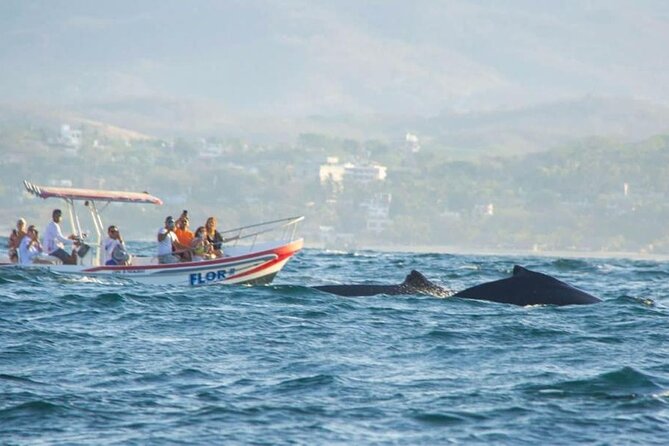 Dolphin and Whale Watching Boat Trip in Puerto Escondido - Setting out from Puerto Escondido at 7:00 am