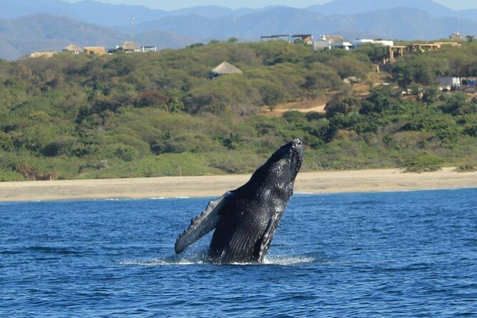 Dolphin and Whale Watching Boat Trip in Puerto Escondido - A possible swim with snorkeling equipment