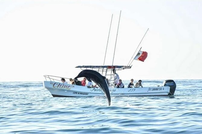Dolphin and Whale Watching Boat Trip in Puerto Escondido - What the captain adds to the ride