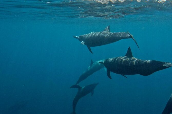 Dolphin and Whale Watching Boat Trip in Puerto Escondido - Is the $56.79 price good value?