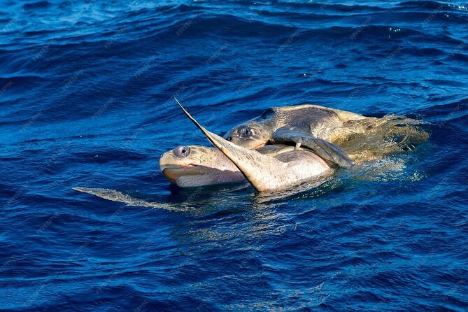 Dolphin and Whale Watching Boat Trip in Puerto Escondido - Who will get the most from this boat trip