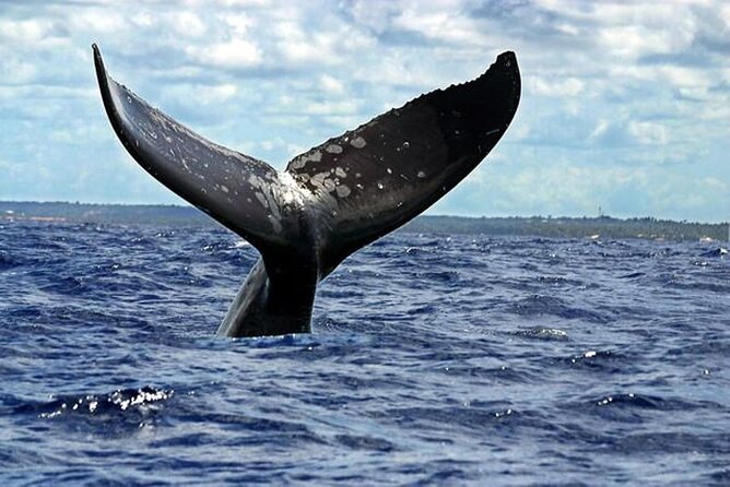 Dolphin and Whale Watching Boat Trip in Puerto Escondido - Practical details that make the morning easier