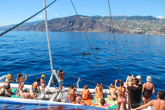 Dolphin and Whale Watching Catamaran Cruise from Funchal - The search for dolphins and whales