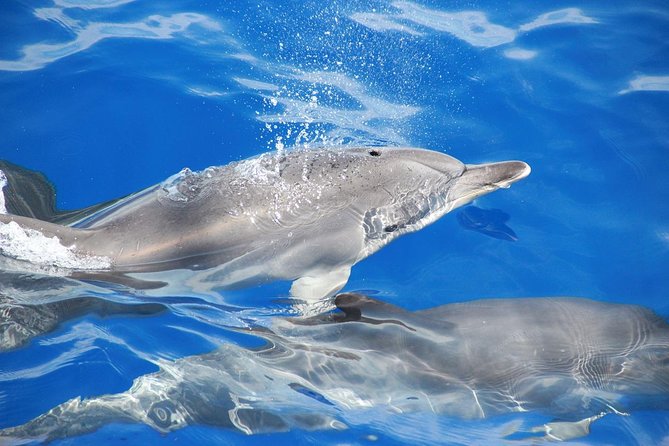 Dolphin and Whale Watching Catamaran Cruise from Funchal - Cabo Girão from below