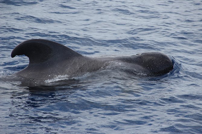 Dolphin and Whale Watching Catamaran Cruise from Funchal - How much value do you get for $48.27?