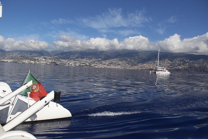 Dolphin and Whale Watching Catamaran Cruise from Funchal - Choosing your seat and preparing for the sea