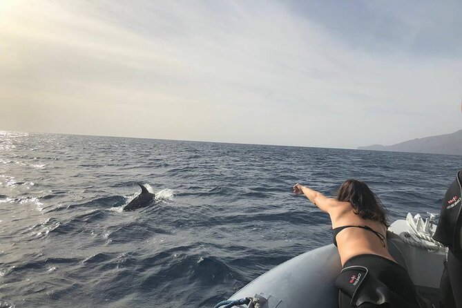 Dolphin and Whale Watching in La Restinga - Setting out from La Restinga at 2:00 pm