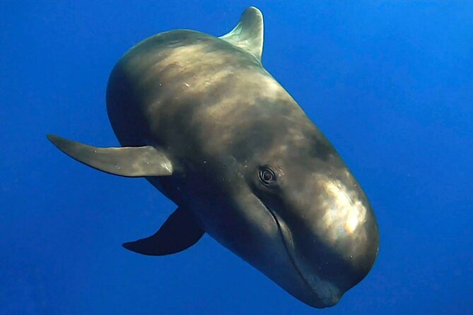 Dolphin and Whale Watching in La Restinga - Dolphins, pilot whales, and rare beaked whales