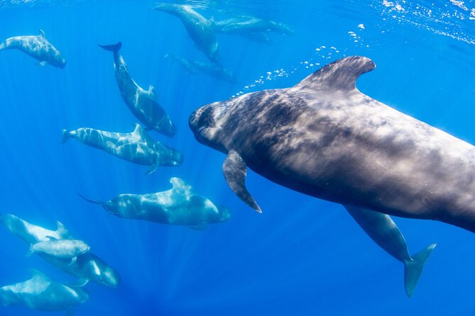 Dolphin and Whale Watching in La Restinga - Weather, comfort, and practical planning