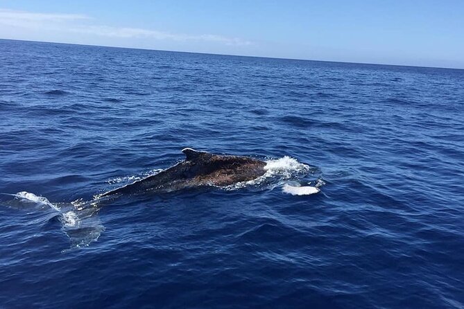 Dolphin and Whale Watching in La Restinga - Searching the waters around El Hierro