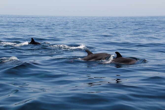 Dolphin and Whale Watching in Lagos - What the RIB Aftermath means for the experience