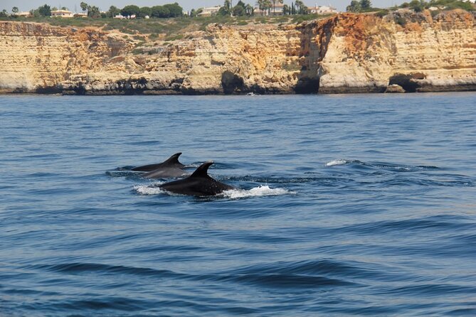 Dolphin and Whale Watching in Lagos - Why the guide’s judgment matters