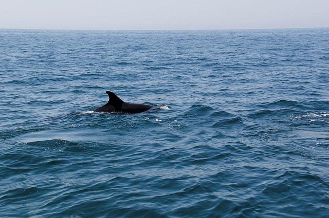 Dolphin and Whale Watching in Lagos - A natural encounter, not a guaranteed performance