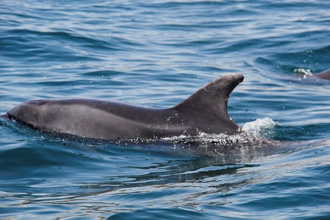 Dolphin and Whale Watching in Lagos - Who will enjoy this Lagos boat trip?