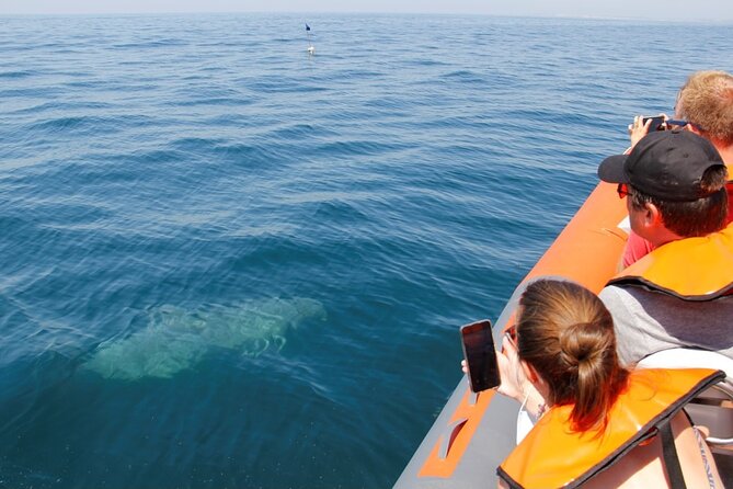 Dolphin and Whale Watching in Lagos - The first search for dolphins and whales