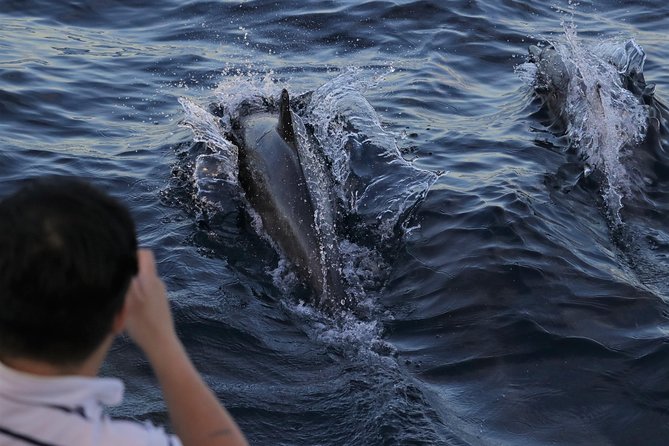 Dolphin and Whale Watching Sunset Cruise - Key points to know before booking