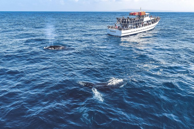 Dolphin and Whale Watching Sunset Cruise - The open-water tradeoff