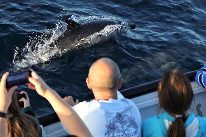 Dolphin and Whale Watching Sunset Cruise - Practical details that affect your evening