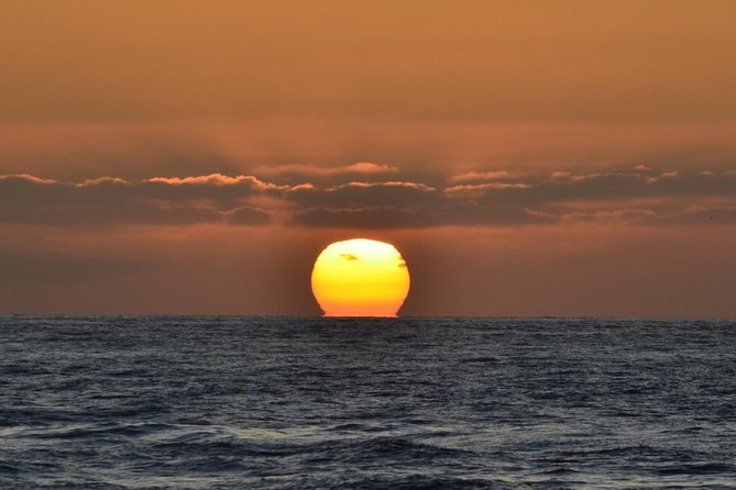 Dolphin and Whale Watching Sunset Cruise - The best way to approach the experience