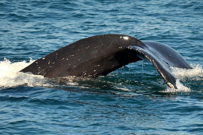 Dolphin and Whale Watching Sunset Cruise - Searching for dolphins and whales