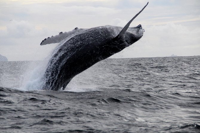 Dolphin and Whale Watching Tour from Dingle - Weather, motion sickness, and what to wear