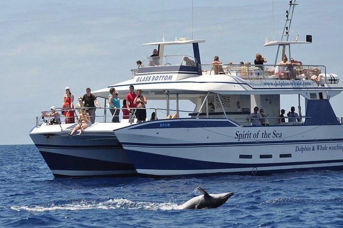 Dolphin and Whales watching cruise from Puerto Rico de Gran Canaria - Key points to know before you book