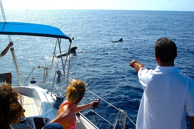 Dolphin and Whales watching cruise from Puerto Rico de Gran Canaria - Calm seas, rough seas, and seasickness