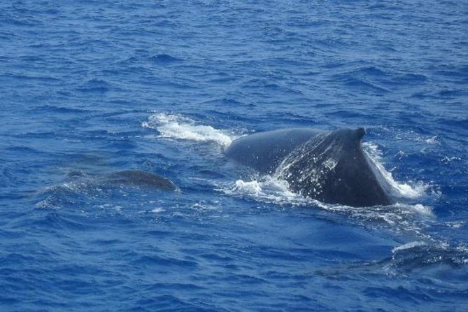 Dolphin and Whales watching cruise from Puerto Rico de Gran Canaria - Optional swimming and what is included